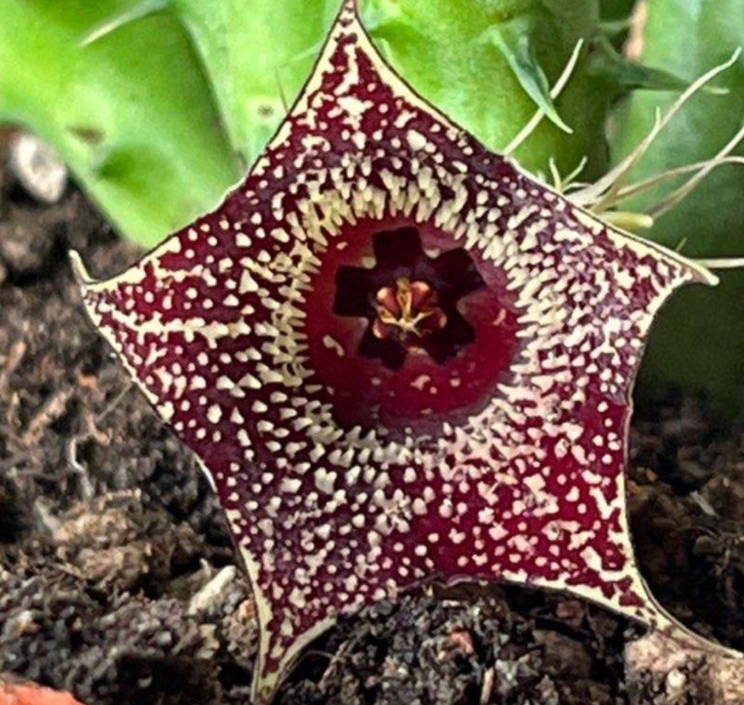 Huernia loeseneriana " Strawberry frost " 5 Pieces Seeds