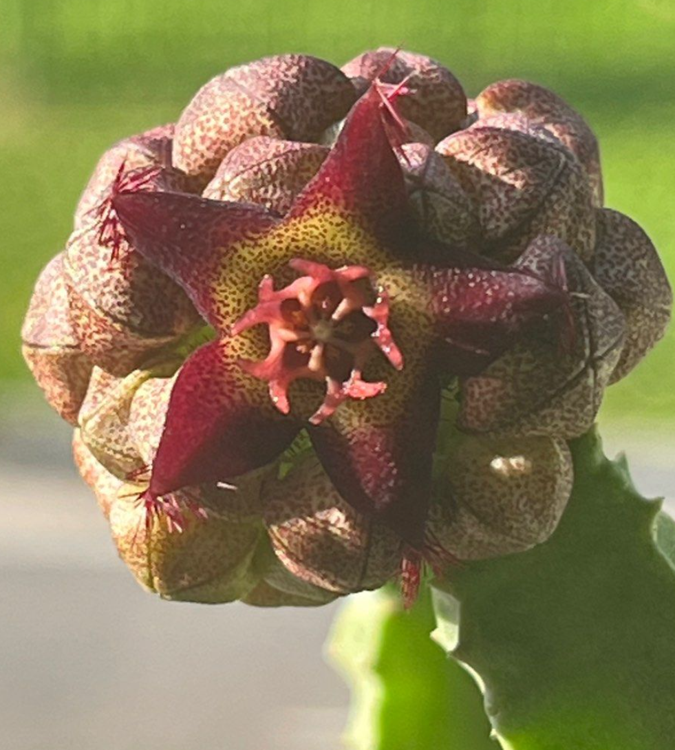 Caralluma foulcheri-delboscii var. greenbergiana 5 Pieces Seeds