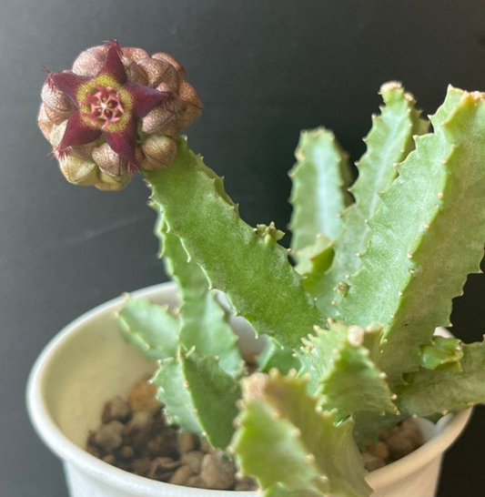 Caralluma foulcheri-delboscii var. greenbergiana 5 Pieces Seeds