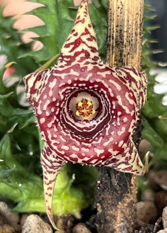 Huernia zebrina x verekeli 6 Pieces Seeds