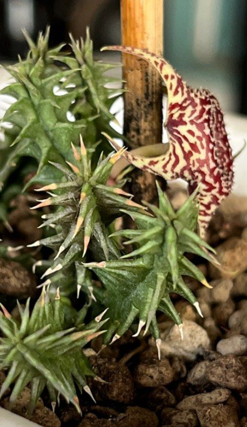 Huernia zebrina x verekeli 6 Pieces Seeds