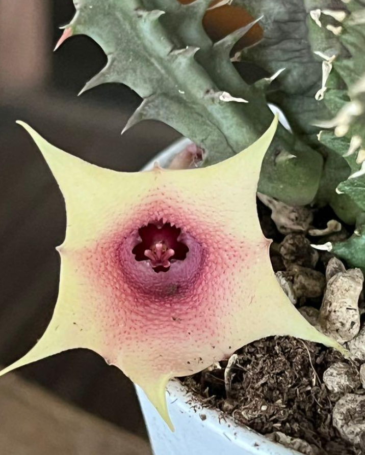 Huernia Flutter Shy 6 Pieces Seeds