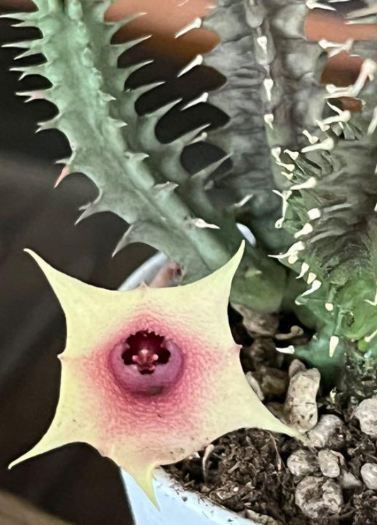 Huernia Flutter Shy 6 Pieces Seeds