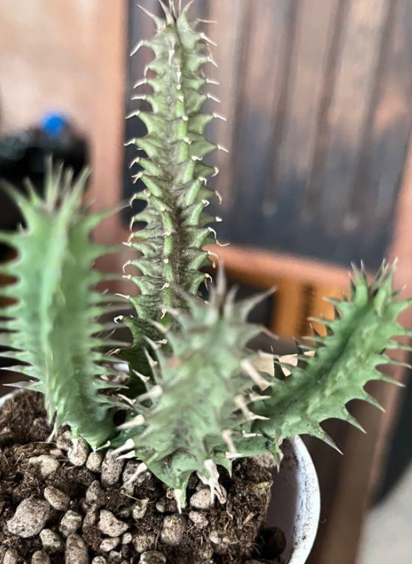 Huernia Flutter Shy 6 Pieces Seeds