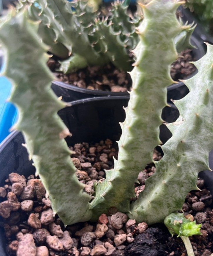 Orbea maculata subsp. rangeana 6 Pieces Seeds