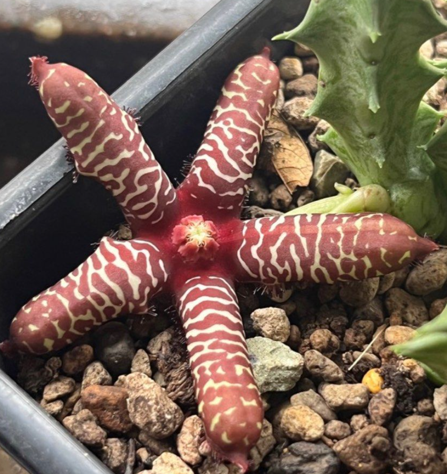 Orbea maculata subsp. rangeana 6 Pieces Seeds