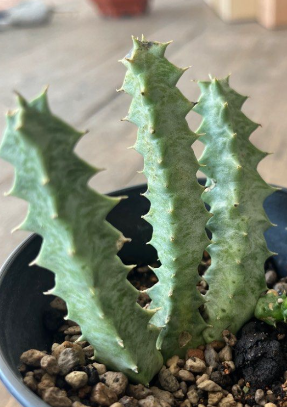 Orbea maculata subsp. rangeana 6 Pieces Seeds