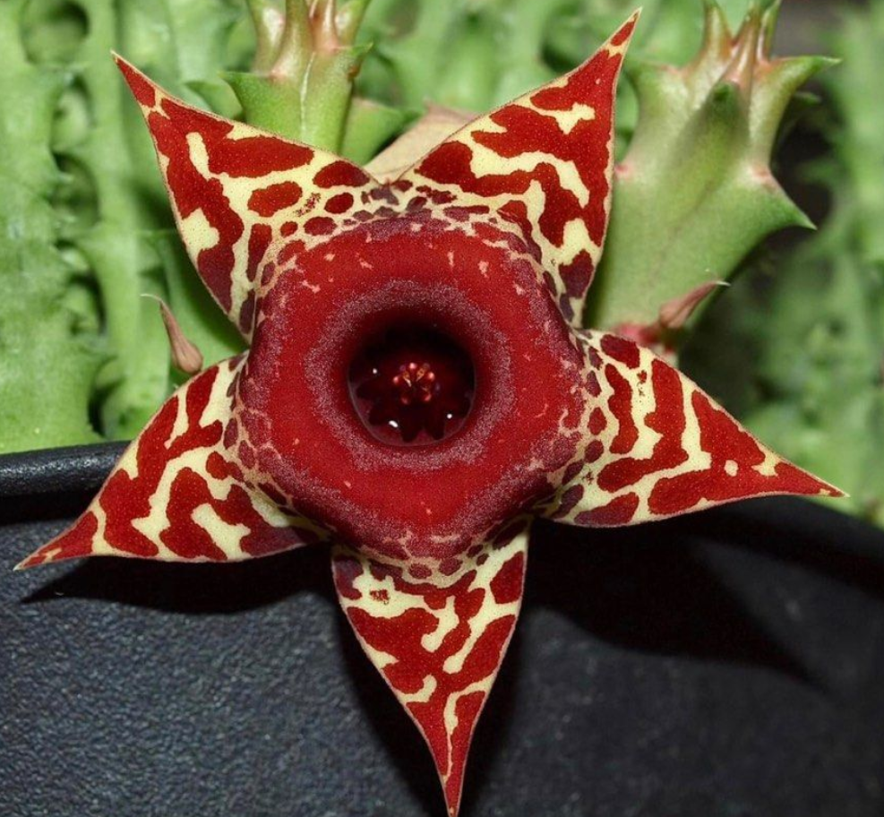 Huernia cv. Fire dance 6 Pieces Seeds