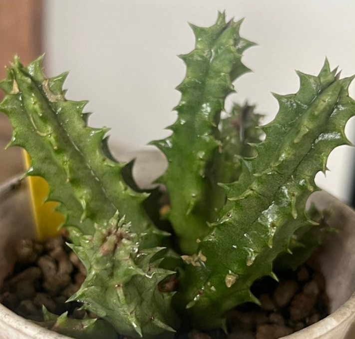 Huernia cv. Fire dance 6 Pieces Seeds