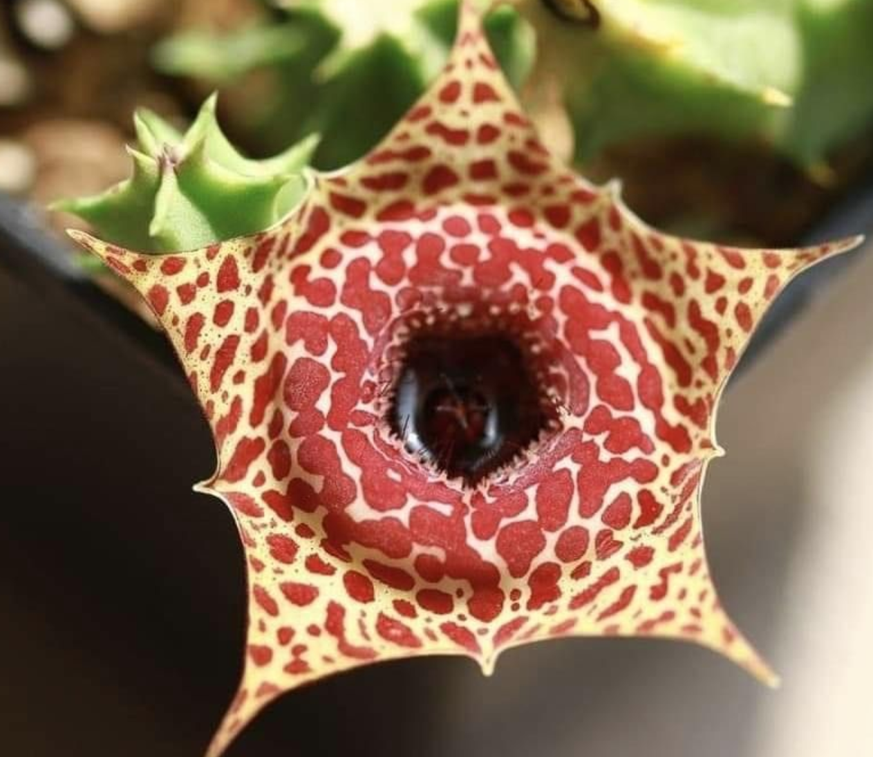 Huernia Velvet Frog 6 Pieces Seeds
