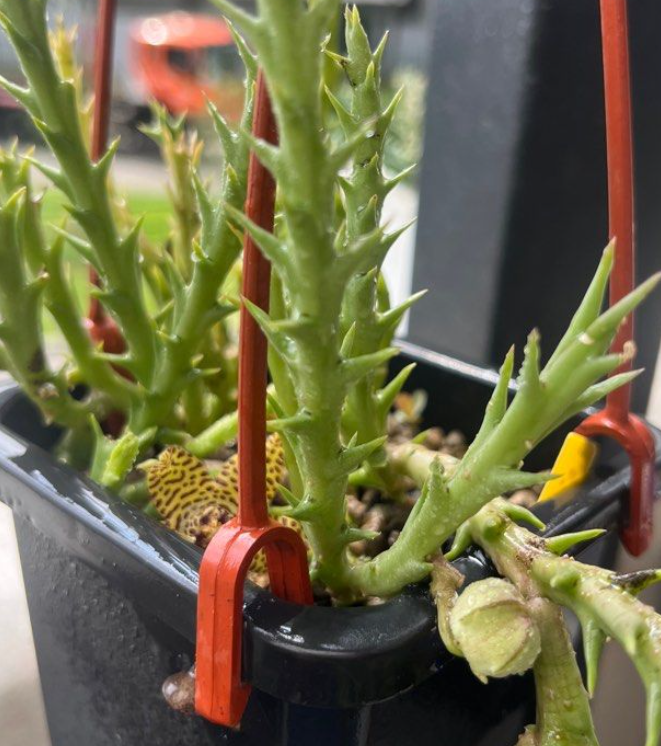 Orbea halipedicola Yellow 5 Pieces Seeds