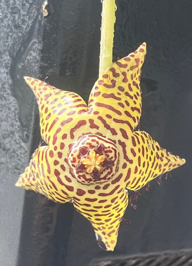 Orbea halipedicola Yellow 5 Pieces Seeds