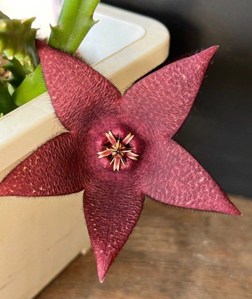 Stapelia berindensis 5 Pieces Seeds