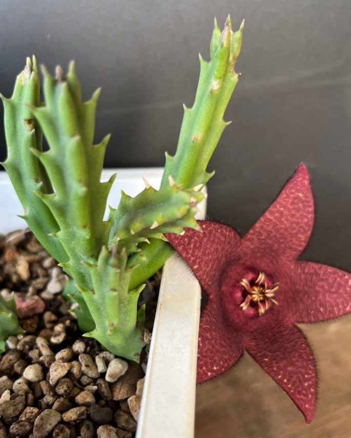 Stapelia berindensis 5 Pieces Seeds