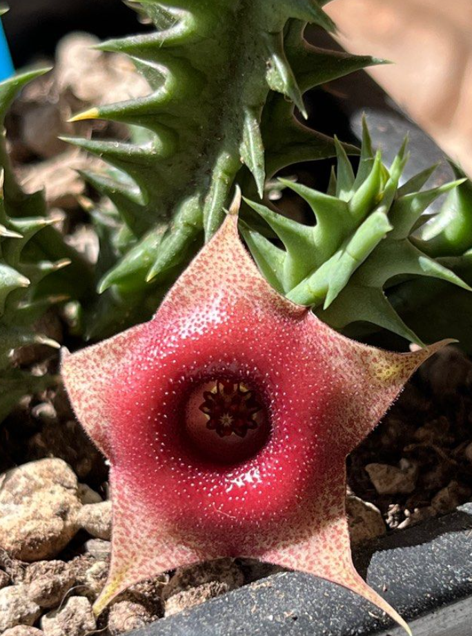 Huernia Bangkok Red 7 Pieces Seeds