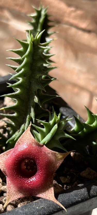 Huernia Bangkok Red 7 Pieces Seeds