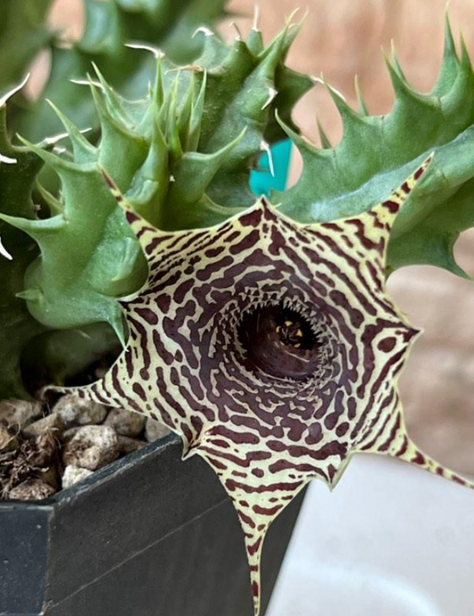 Huernia zebrina var. magniflora 6 Pieces Seeds
