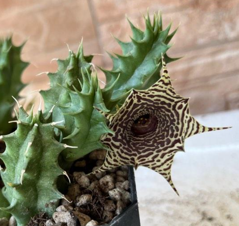 Huernia zebrina var. magniflora 6 Pieces Seeds