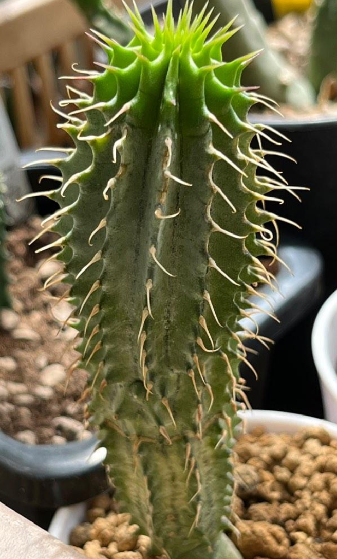 Hoodia parviflora Yellow 10 Pieces Seeds