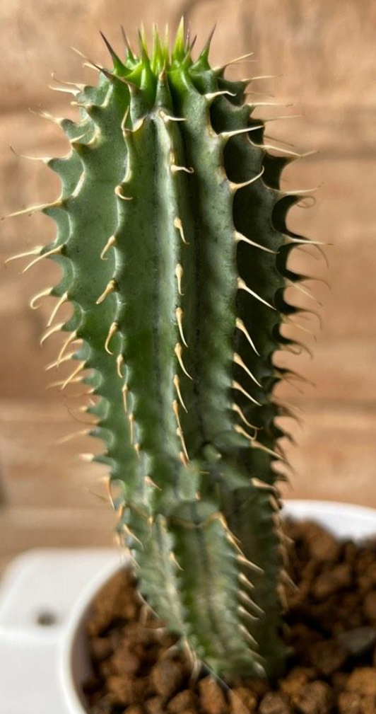 Hoodia parviflora Yellow 10 Pieces Seeds