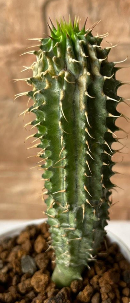 Hoodia parviflora Yellow 10 Pieces Seeds