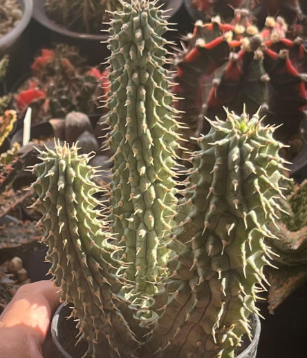 Hoodia gordonii 10 Pieces Seeds