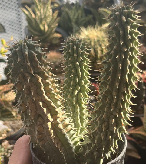 Hoodia gordonii 10 Pieces Seeds