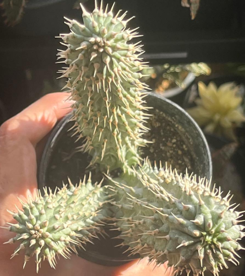 Hoodia gordonii 10 Pieces Seeds