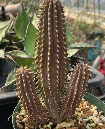 Hoodia currorii 10 Pieces Seeds