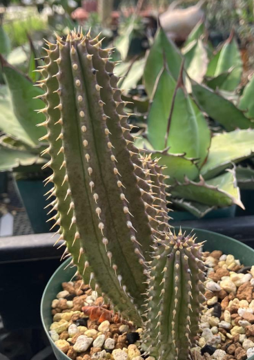 Hoodia currorii 10 Pieces Seeds