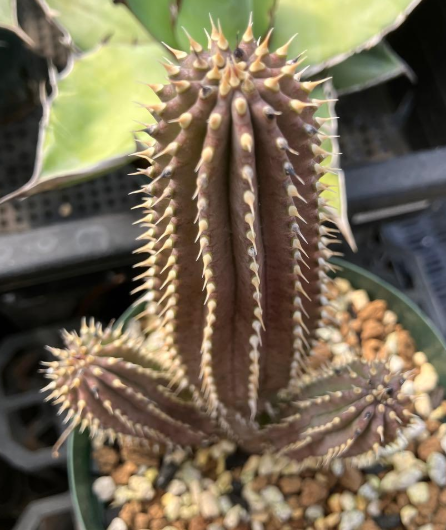 Hoodia currorii 10 Pieces Seeds
