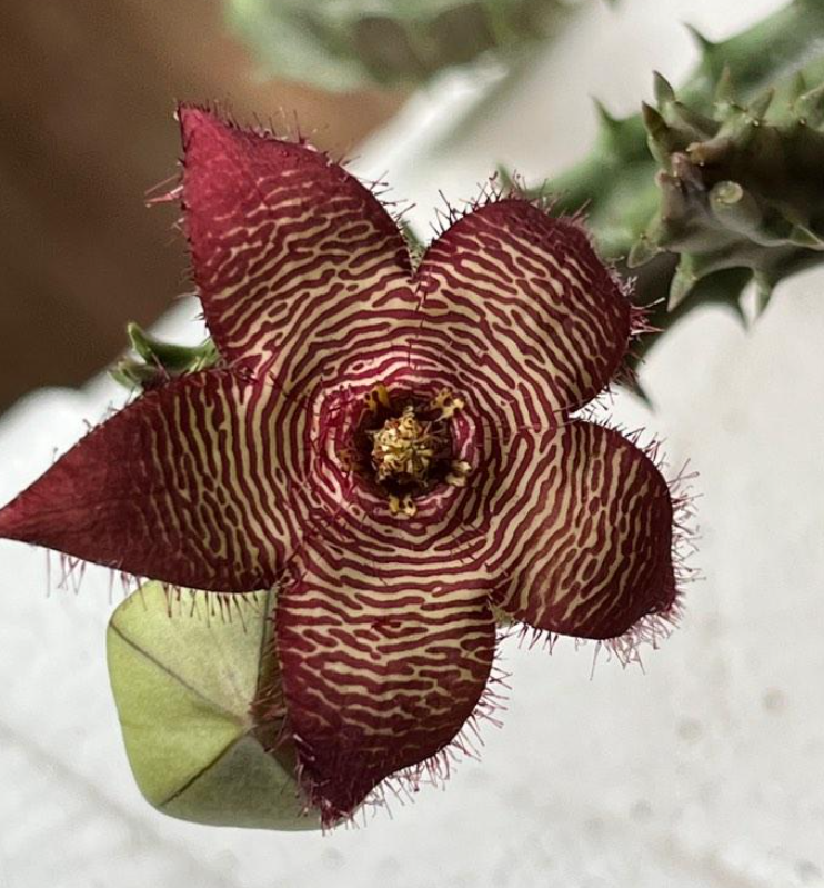 Tromotriche Revoluta var. Tigrida 6 Pieces Seeds