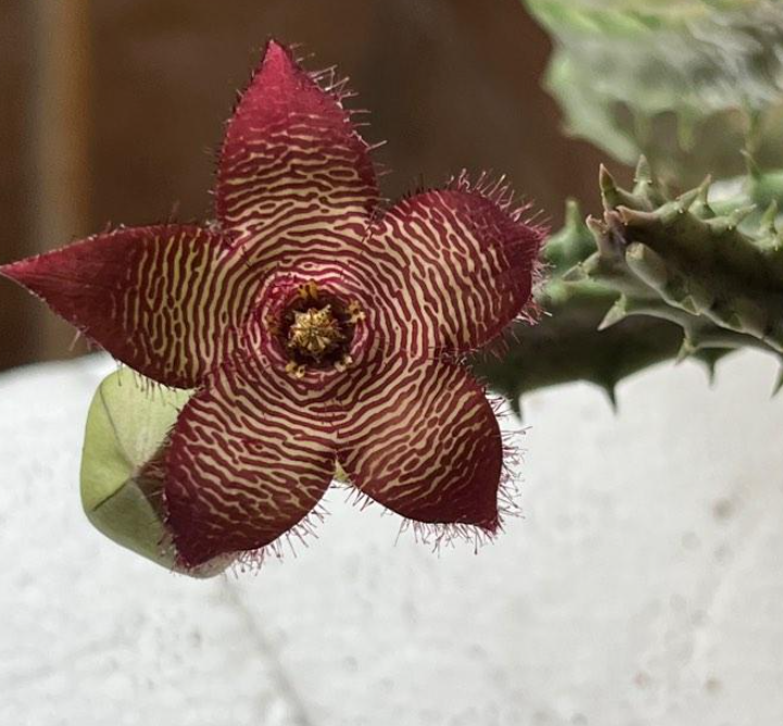 Tromotriche Revoluta var. Tigrida 6 Pieces Seeds