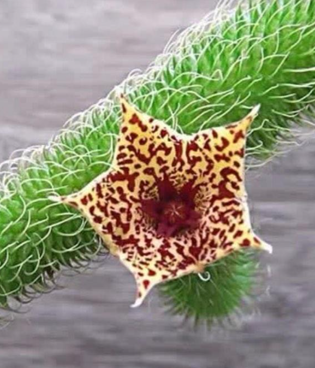 Stapelianthus Pilosus 5 Pieces Seeds