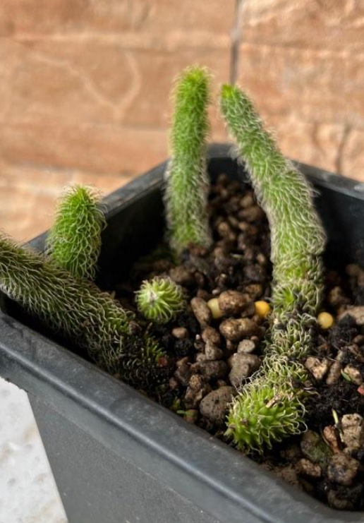 Stapelianthus Pilosus 5 Pieces Seeds