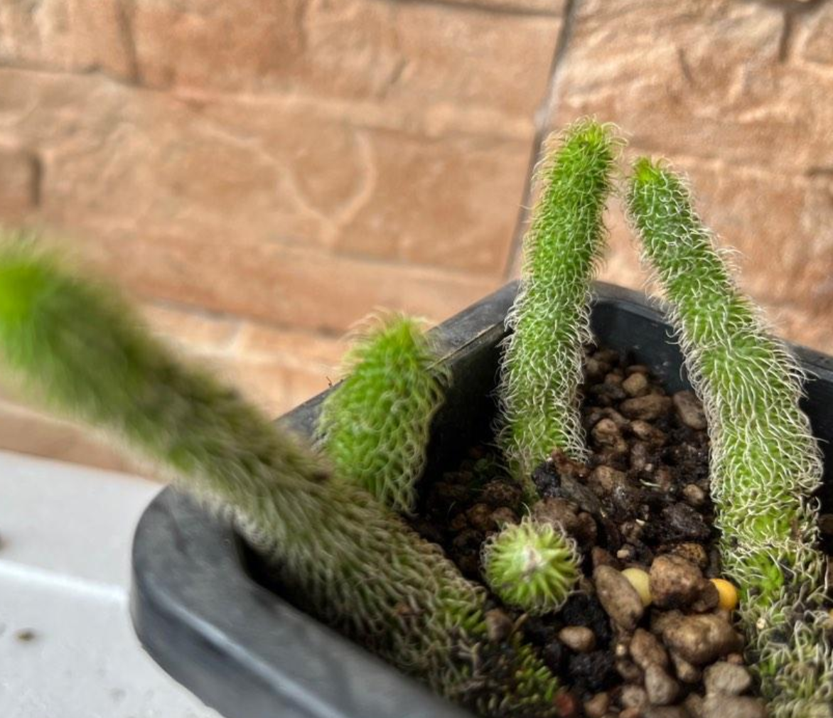Stapelianthus Pilosus 5 Pieces Seeds