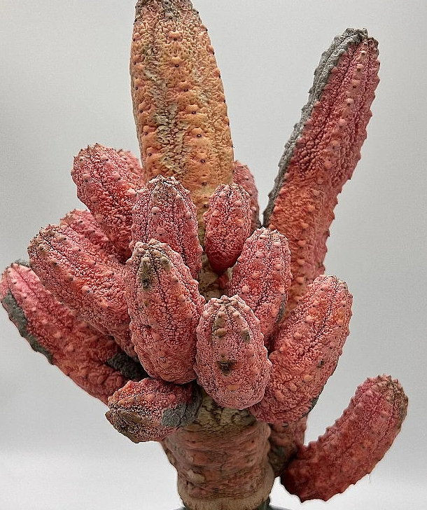 Euphorbia abdelkuri cv. Damask 10 Pieces Seeds