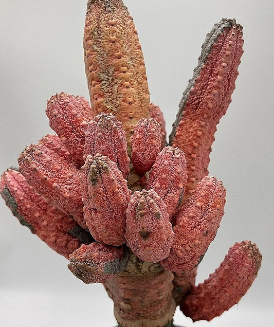 Euphorbia abdelkuri cv. Damask 10 Pieces Seeds