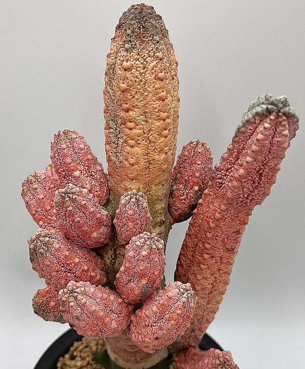 Euphorbia abdelkuri cv. Damask 10 Pieces Seeds