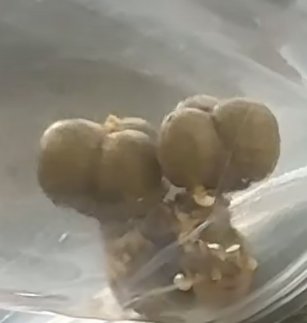 Euphorbia abdelkuri cv. Damask 10 Pieces Seeds