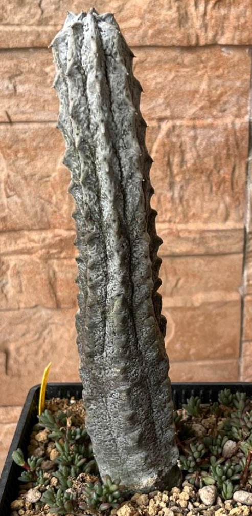 Euphorbia abdelkuri 10 Pieces Seeds