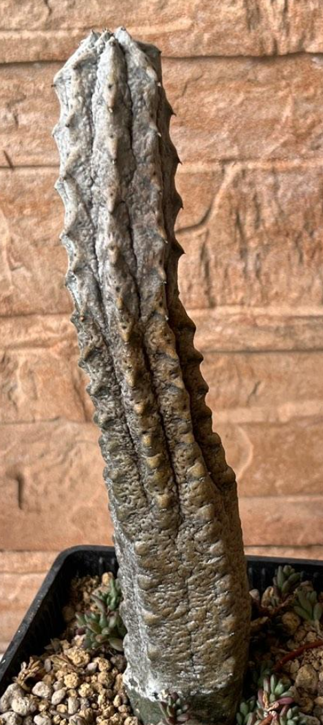 Euphorbia abdelkuri 10 Pieces Seeds