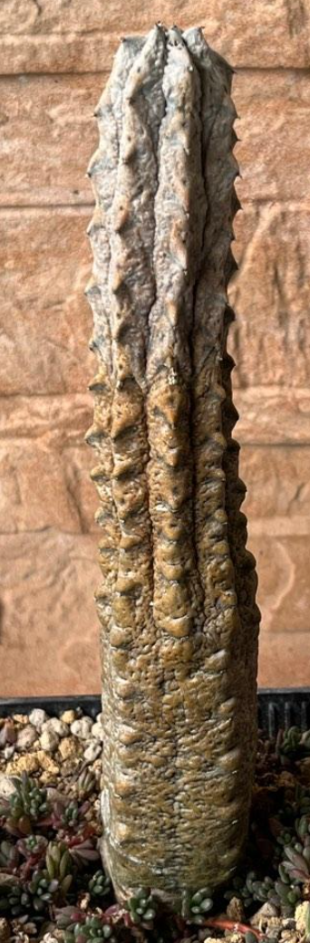 Euphorbia abdelkuri 10 Pieces Seeds