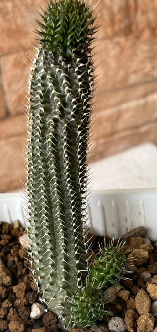 Tavaresia grandiflora Berger 6 Pieces Seeds