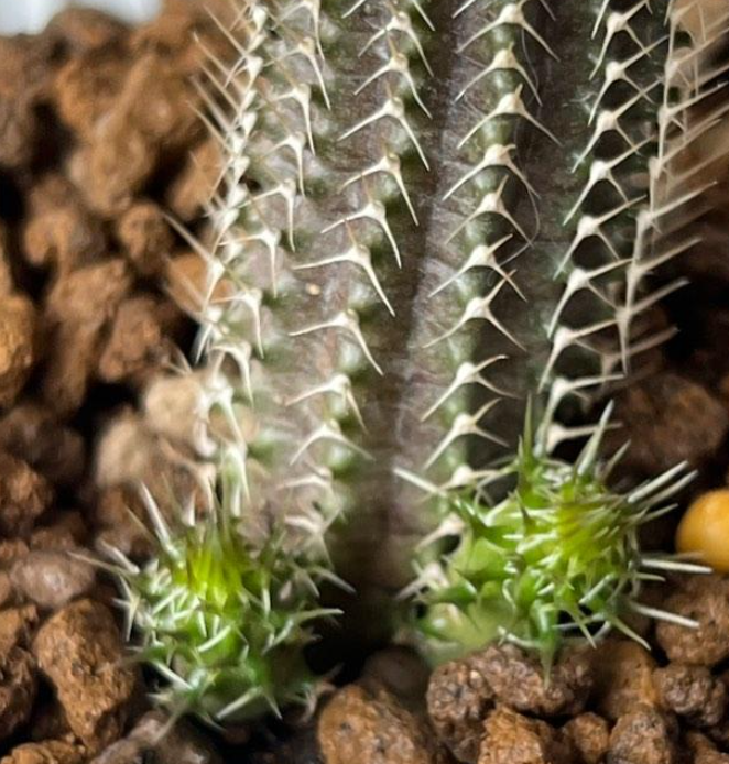 Tavaresia grandiflora Berger 6 Pieces Seeds