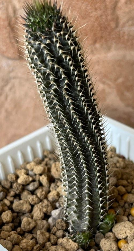 Tavaresia grandiflora Berger 6 Pieces Seeds