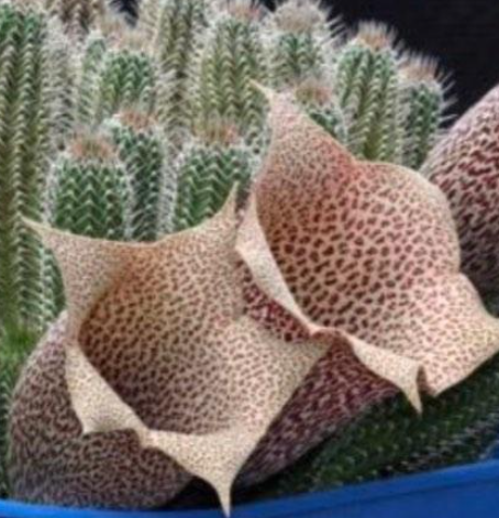 Tavaresia grandiflora Berger 6 Pieces Seeds