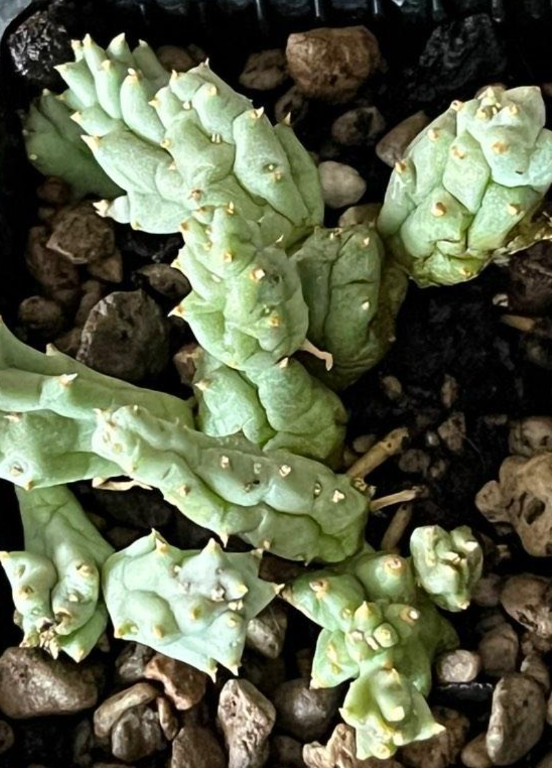 Piaranthus Comptus 4 Pieces Seeds