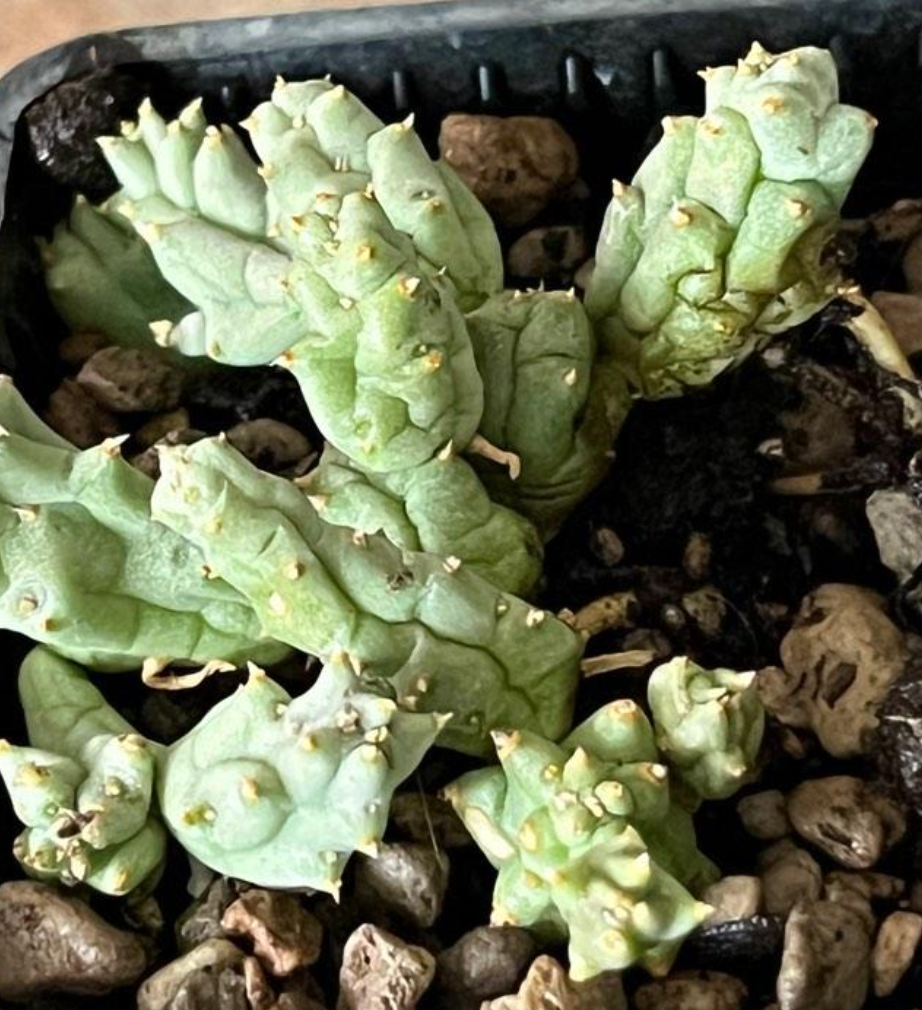 Piaranthus Comptus 4 Pieces Seeds