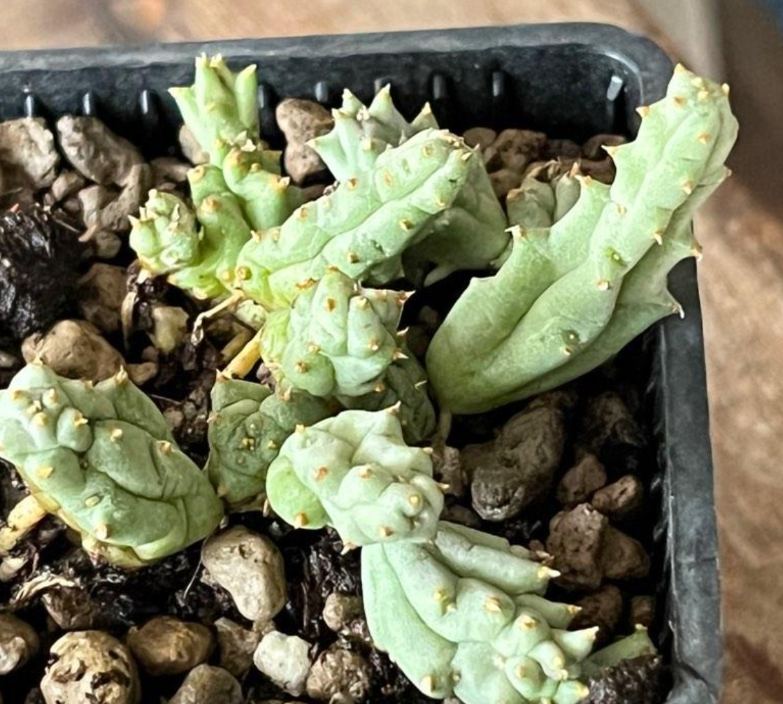 Piaranthus Comptus 4 Pieces Seeds